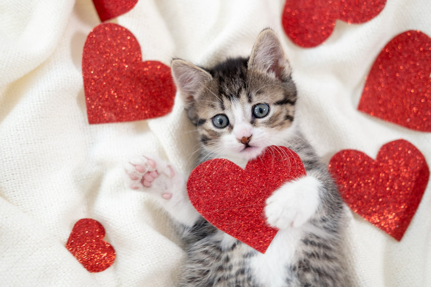 Love Isn’t Candy and Cards: It’s Partner Conscientiousness